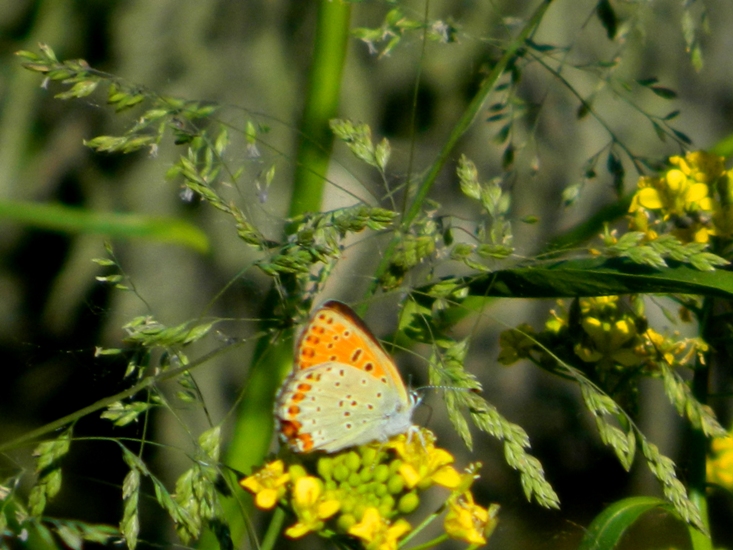 Dubbio su Lycaenidae